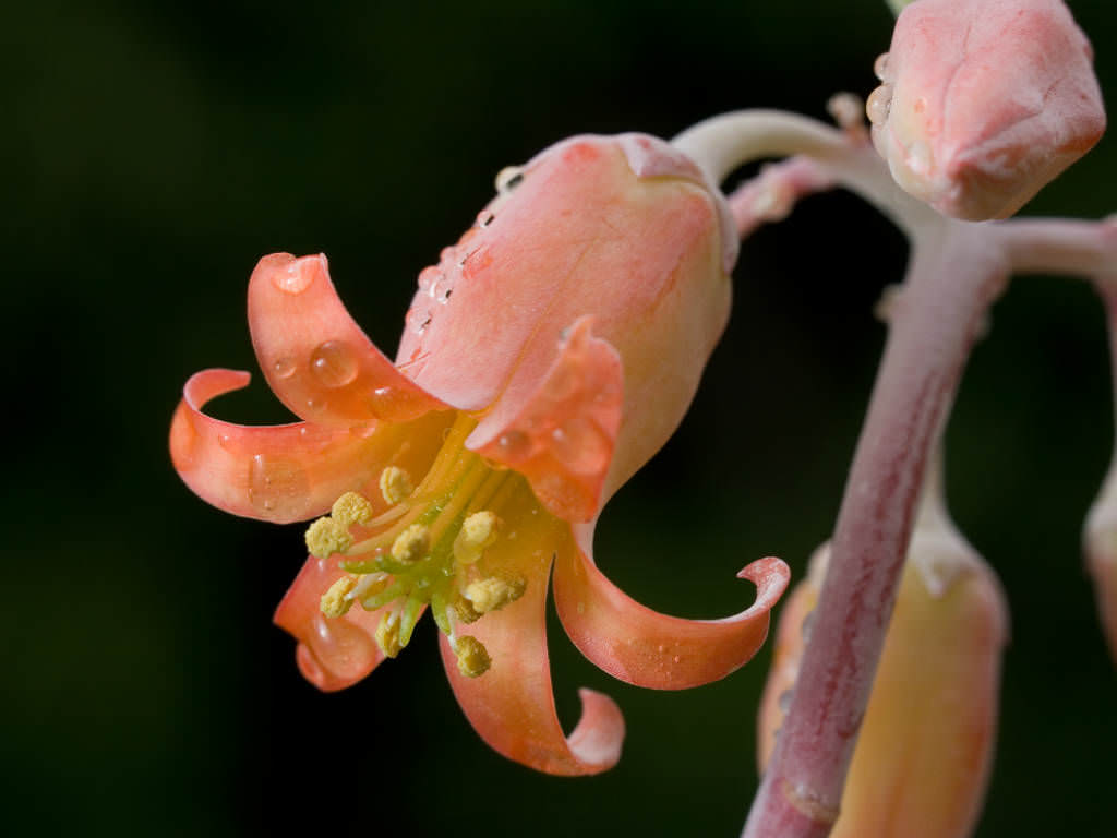 Cotyledon orbiculata Pig's Ear, White Lady World of Succulents