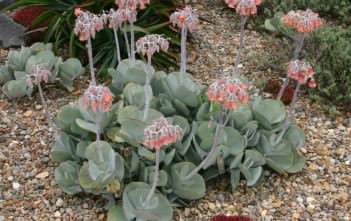 Cotyledon orbiculata – Pig’s Ear, White Lady Cotyledon orbiculata - Pig's Ear White Lady