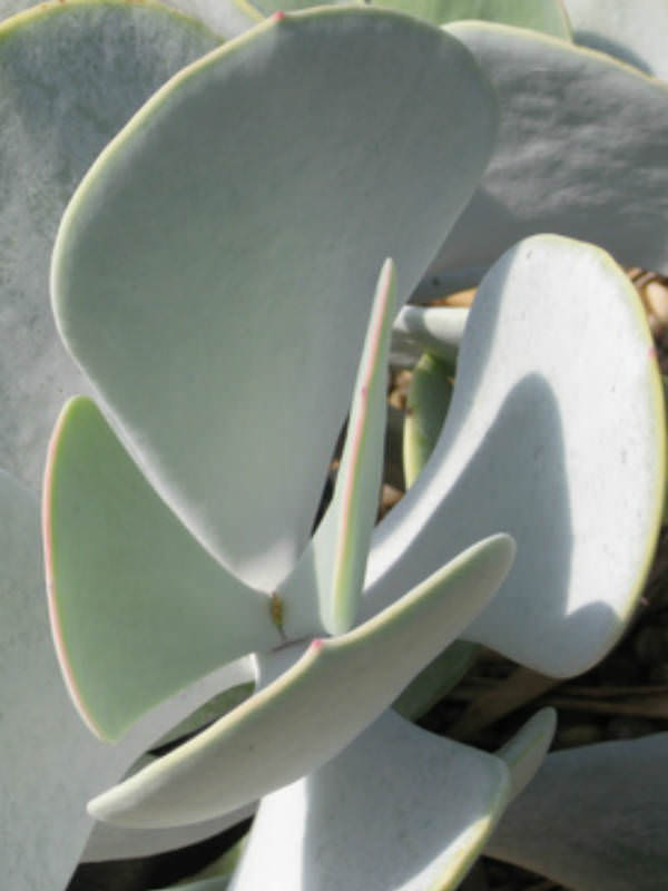 Cotyledon orbiculata Pig's Ear, White Lady World of Succulents
