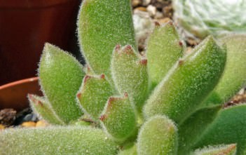 Cotyledon tomentosa subsp. ladismithiensis – Bear’s Paw Cotyledon tomentosa subsp. ladismithiensis - Bear's Paw
