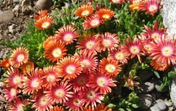 Delosperma dyeri – Ice Plant Delosperma dyeri - Ice Plant