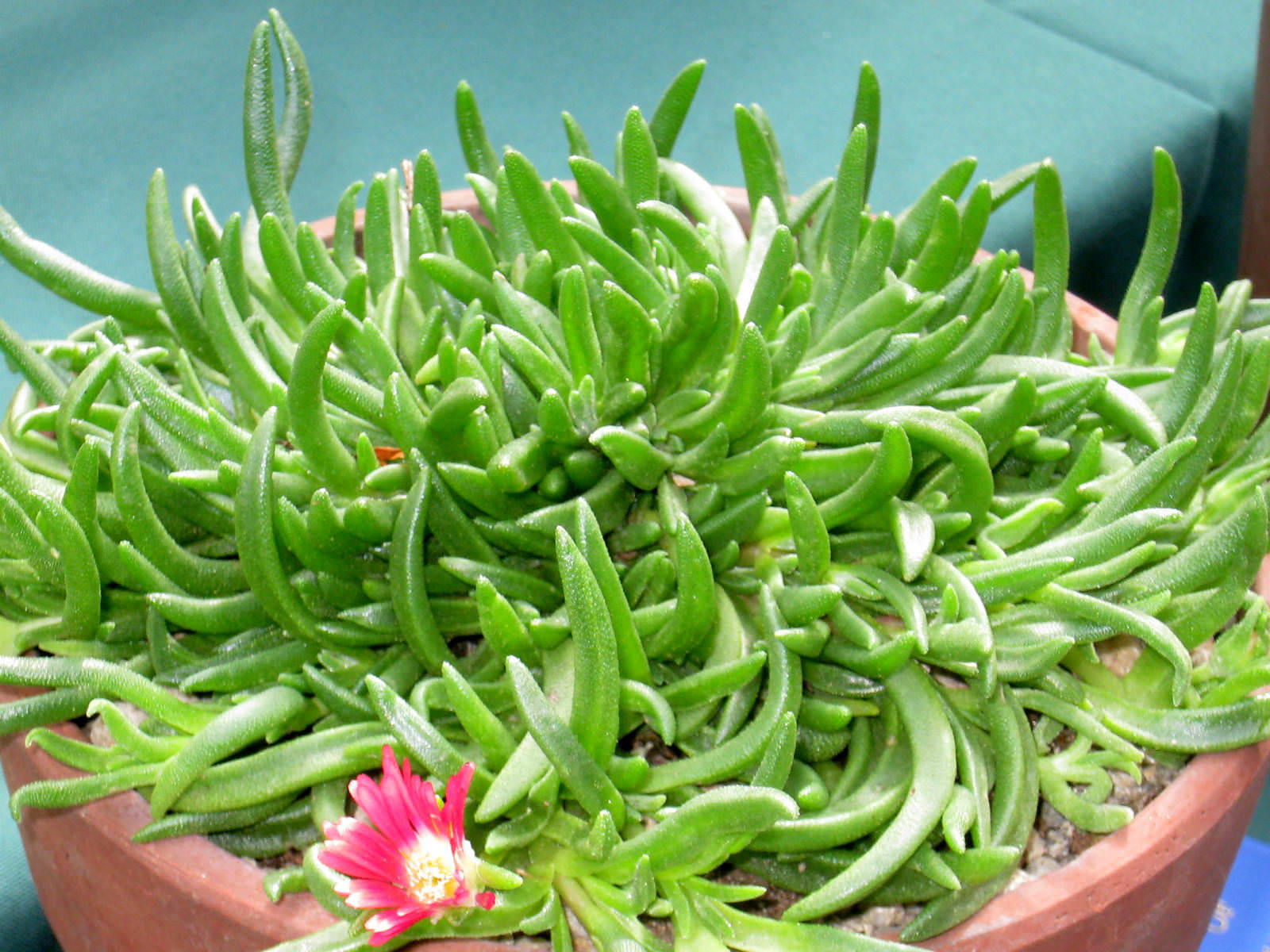 Delosperma dyeri Ice Plant World of Succulents