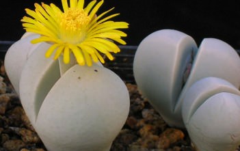 Dinteranthus microspermus – Stone Plant, Living Stone Dinteranthus microspermus - Stone Plant Living Stone