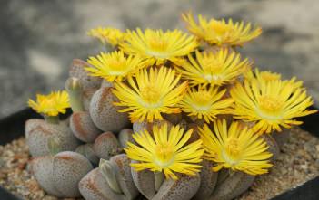 Dinteranthus microspermus subsp. puberulus – Stone Plant Dinteranthus microspermus subsp. puberulus - Stone Plant, Living Stone