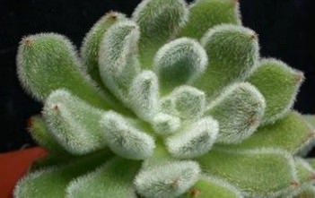 Echeveria setosa – Mexican Firecracker Echeveria setosa - Mexican Firecracker, Firecracker Plant