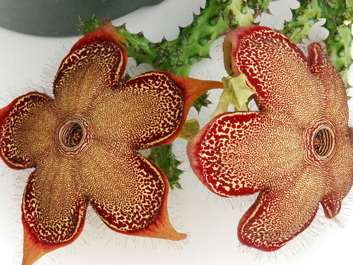Edithcolea grandis - Persian Carpet Flower
