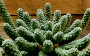 Euphorbia esculenta – The True “Vingerpol” Euphorbia esculenta - The True "Vingerpol"