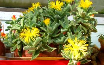 Faucaria tigrina – Tiger’s Jaw, Shark’s Jaws Faucaria tigrina - Tiger's Jaw Shark's Jaws