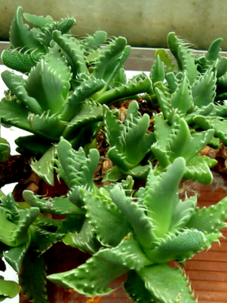 Faucaria tigrina - Tiger's Jaw, Shark's Jaws | World of Succulents