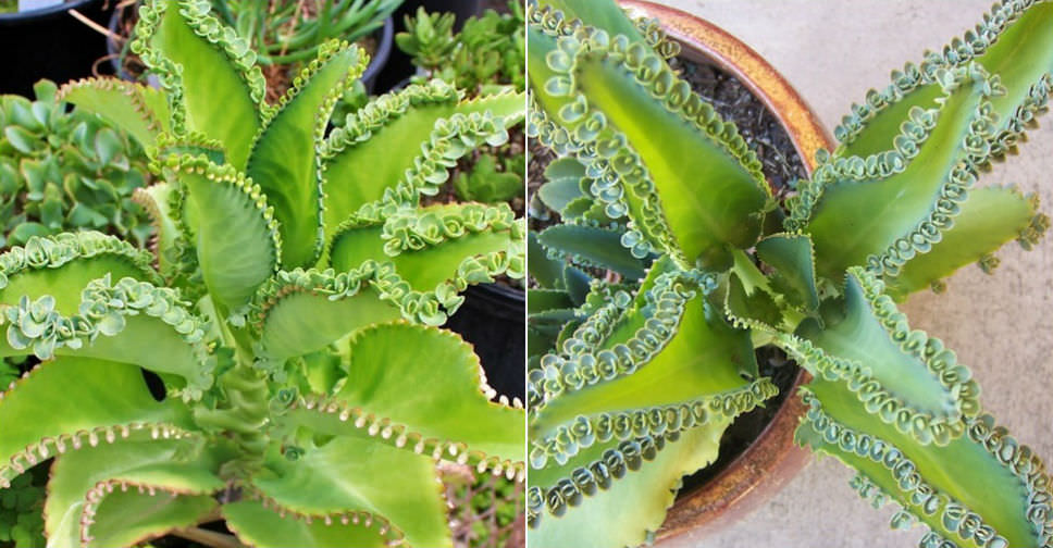 Kalanchoe daigremontiana Mother of Thousands, Alligator