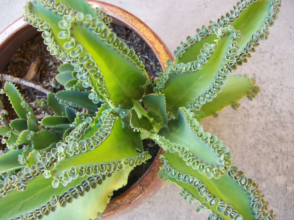 Kalanchoe daigremontiana Mother of Thousands, Alligator