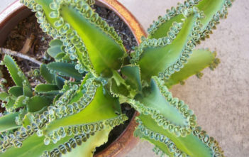 Kalanchoe daigremontiana – Mother of Thousands, Alligator Plant Kalanchoe daigremontiana – Mother of Thousands, Alligator Plant