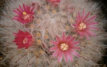 Mammillaria bocasana – Powder Puff Cactus Mammillaria bocasana - Powder Puff Cactus, Snowball Cactus, Fishhooks