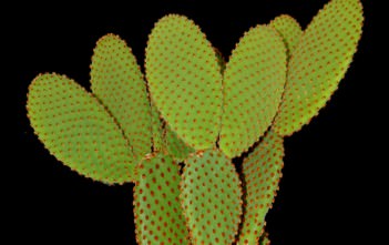 Opuntia microdasys subsp. rufida – Cinnamon Bunny Ears Opuntia microdasys subsp. rufida - Cinnamon Bunny Ears