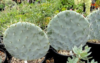 Opuntia robusta – Wheel Cactus, Silver Dollar Cactus Opuntia robusta - Wheel Cactus Silver Dollar Cactus