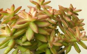 Sedum nussbaumerianum – Coppertone Stonecrop Sedum nussbaumerianum - Nussbaumer's Sedum, Coppertone Stonecrop
