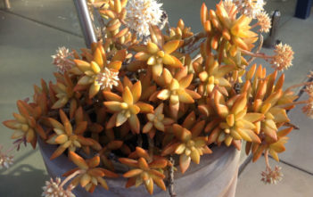 Sedum nussbaumerianum – Coppertone Stonecrop Sedum nussbaumerianum - Coppertone Stonecrop