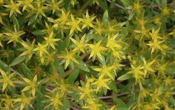 Sedum sarmentosum – Gold Moss, Stringy Stonecrop Sedum sarmentosum - Gold Moss, Stringy Stonecrop, Graveyard Moss