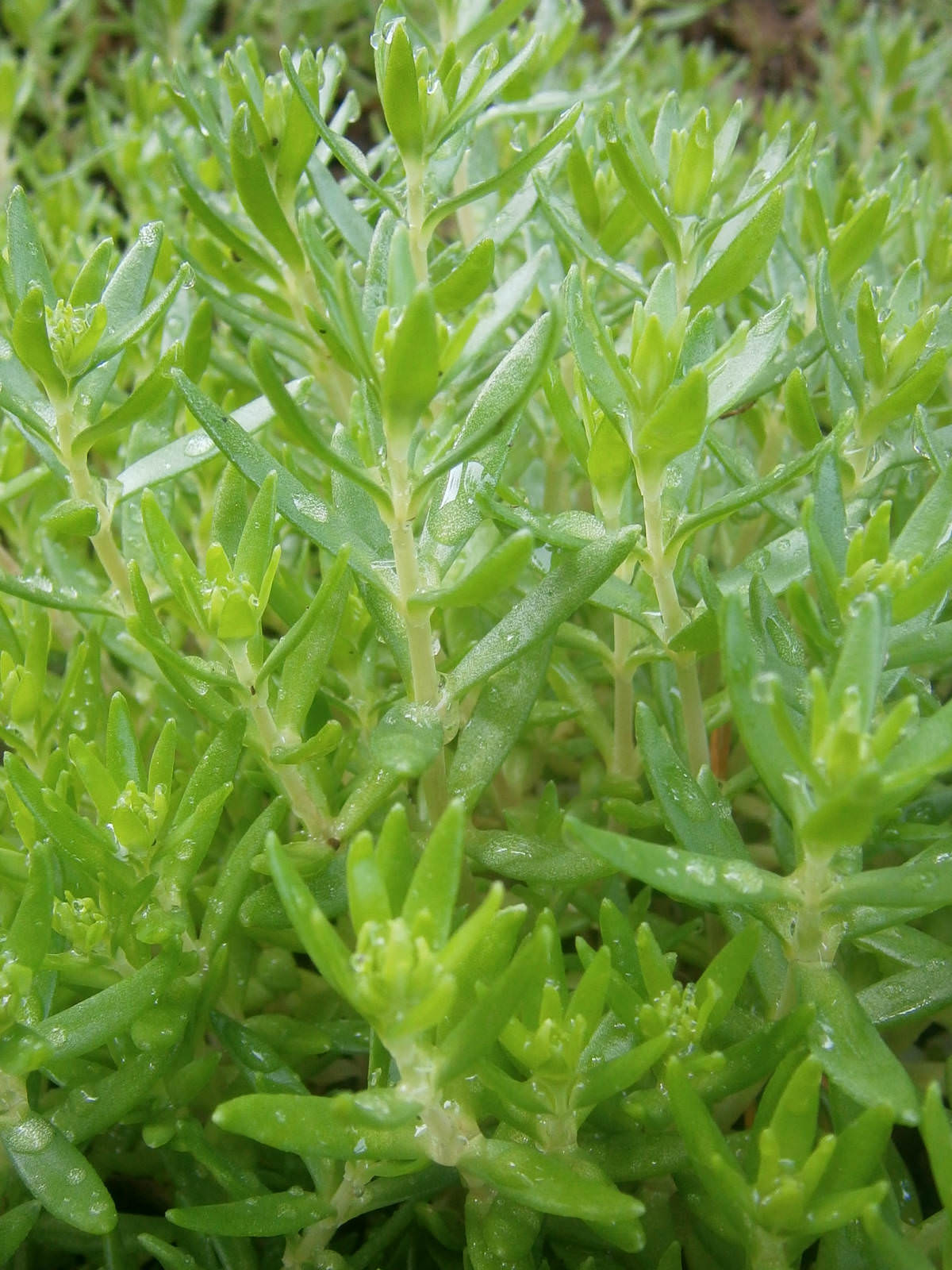 Sedum sarmentosum Gold Moss, Stringy Stonecrop World