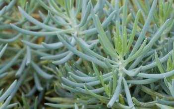 Senecio serpens – Blue Chalksticks Senecio serpens - Blue Chalksticks