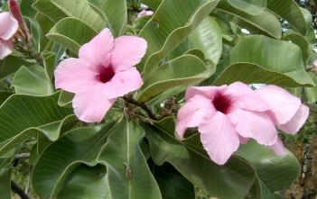 Adenium boehmianum – Bushman’s Poison Adenium boehmianum - Bushman's Poison