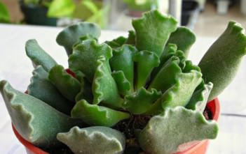 Adromischus cristatus – Crinkle Leaf Plant Adromischus cristatus - Crinkle Leaf Plant