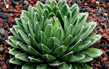 Agave victoriae-reginae – Queen Victoria Agave Agave victoriae-reginae - Queen Victoria Agave, Royal Agave