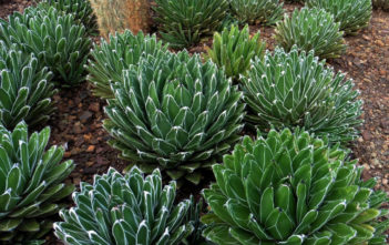 Agave victoriae-reginae – Queen Victoria Agave Agave victoriae-reginae - Queen Victoria Agave