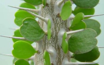 Alluaudia ascendens – Fantsiolotse Alluaudia ascendens - Fantsiolotse