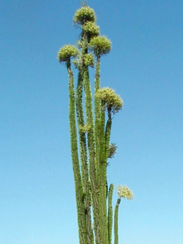 Alluaudia procera - Madagascar Ocotillo, African Ocotillo | World of