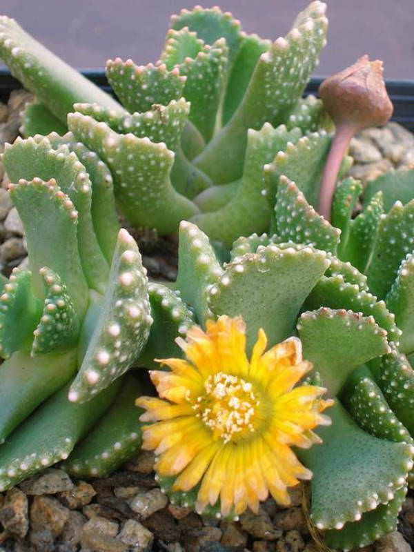 Aloinopsis malherbei - Giant Jewel Plant | World of Succulents