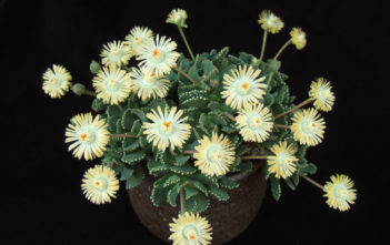 Aloinopsis malherbei – Giant Jewel Plant Aloinopsis malherbei - Giant Jewel Plant