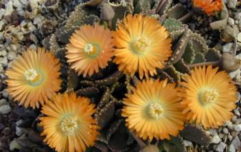 Aloinopsis malherbei – Giant Jewel Plant Aloinopsis malherbei - Giant Jewel Plant