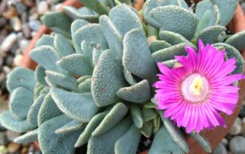 Aloinopsis spathulata – Hardy Living Stone Aloinopsis spathulata - Hardy Living Stone