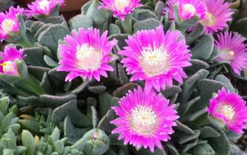 Aloinopsis spathulata – Hardy Living Stone Aloinopsis spathulata - Hardy Living Stone