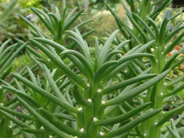 Austrocylindropuntia subulata - Eve's Needle Cactus