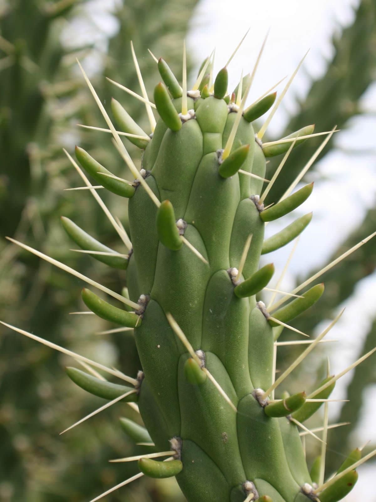 Austrocylindropuntia subulata Eve's Needle Cactus, Long