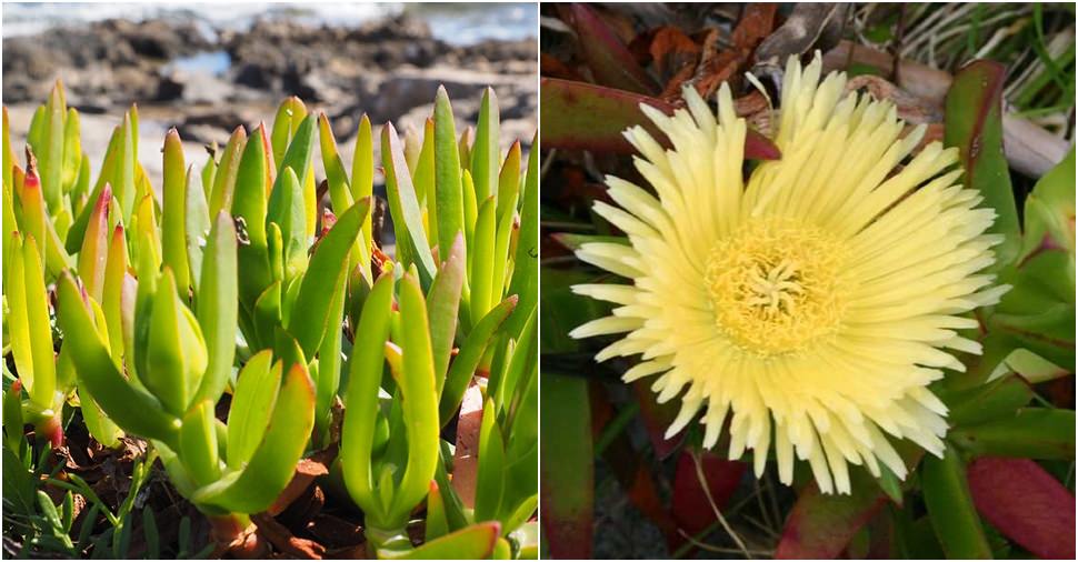 Carpobrotus edulis Hottentot Fig, Highway Ice Plant Carpobrotus edulis Hottentot Fig, Highway Ice Plant