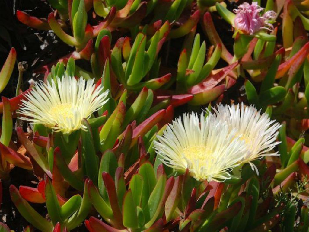 Carpobrotus edulis Hottentot Fig, Highway Ice Plant