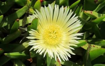Carpobrotus edulis – Hottentot Fig, Highway Ice Plant Carpobrotus edulis - Hottentot Fig, Highway Ice Plant