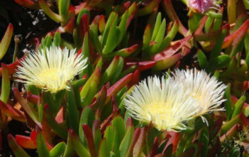 Carpobrotus edulis – Hottentot Fig, Highway Ice Plant Carpobrotus edulis – Hottentot Fig Highway Ice Plant