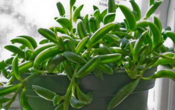 Curio radicans (Senecio radicans) – String of Bananas Curio radicans (Senecio radicans) – String of Bananas String of Fishhooks