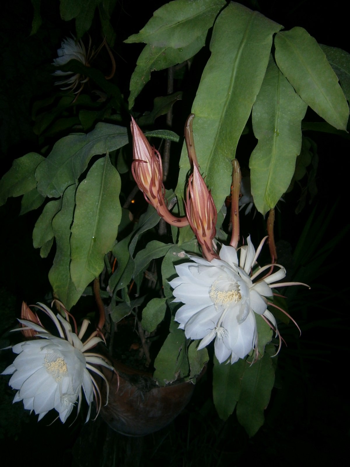 Epiphyllum oxypetalum Dutchman�s Pipe Cactus World of