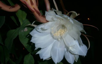 Epiphyllum oxypetalum – Dutchman’s Pipe Cactus Epiphyllum oxypetalum - Dutchman's-Pipe Cactus, Queen of the Night