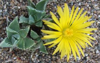 Faucaria bosscheana Faucaria bosscheana