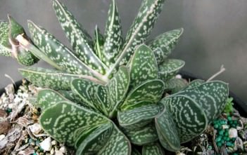 Gasteria bicolor var. liliputana – Dwarf Gasteria Gasteria bicolor var. liliputana - Dwarf Gasteria, Dwarf Lawyer's Tongue