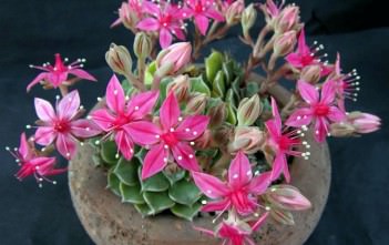 Graptopetalum bellum – Chihuahua Flower Graptopetalum bellum - Chihuahua Flower