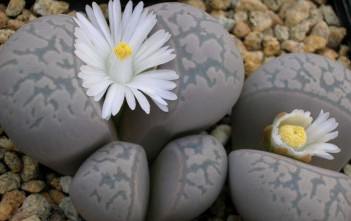 Lithops marmorata – Living Stones, Split Rocks Lithops marmorata - Living Stones, Split Rocks