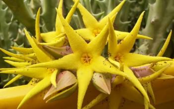 Orbea lutea – Yellow Carrion Flower Orbea lutea - Yellow Carrion Flower