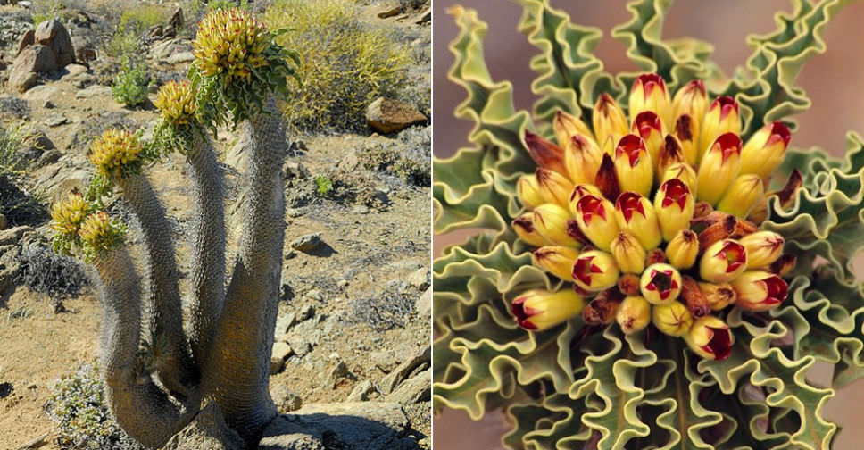 Pachypodium Namaquanum Elephants Trunk World Of Succulents